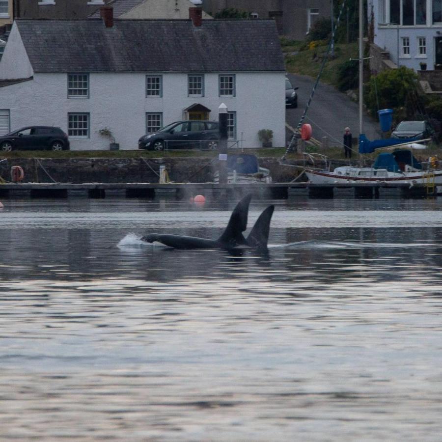 Appartamento Rock Quay Killyleagh Esterno foto